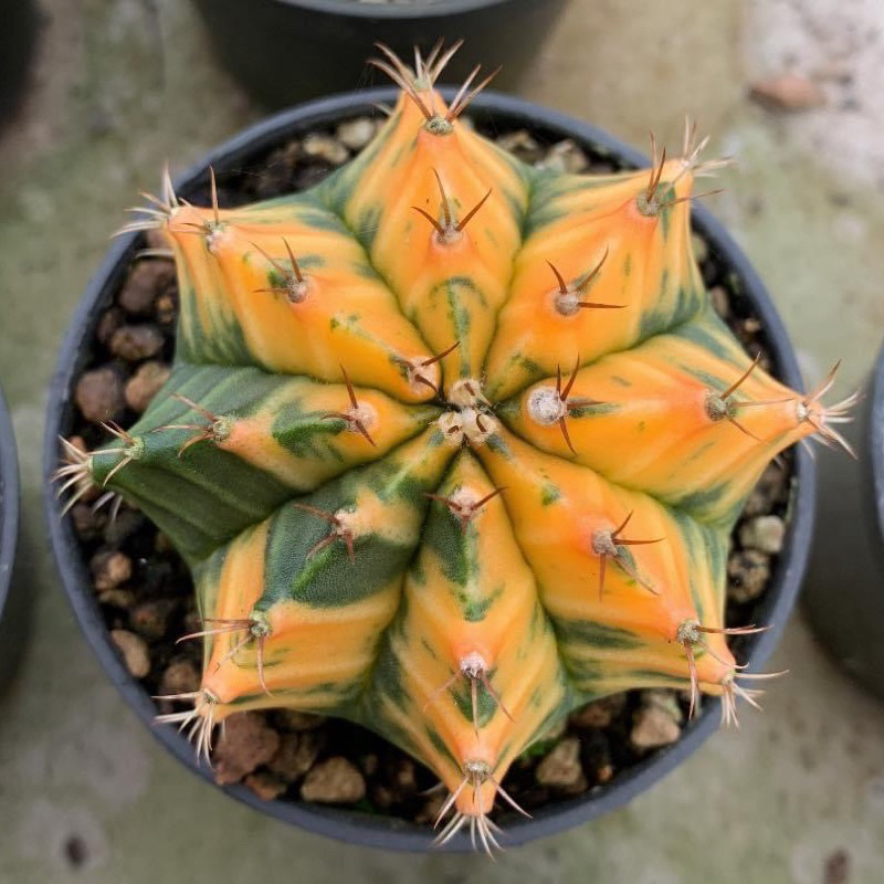 Kaktus Gymnocalycium Mihanovichii Varigata