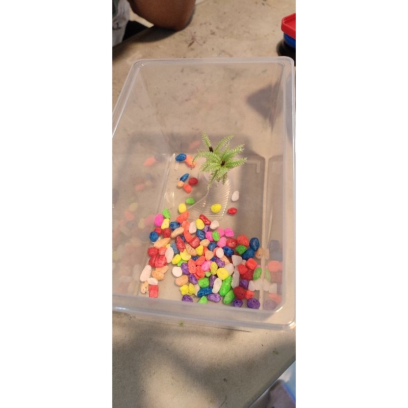 terlaris box kura kura