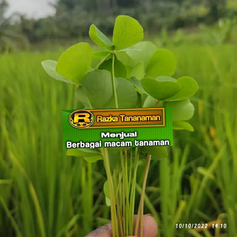 

DAUN SEMANGGI SAWAH LALABAN ISI 100 DAUN