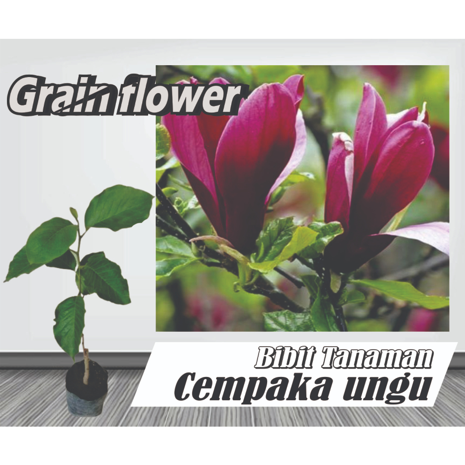 Bibit Tanaman Cempaka Ungu