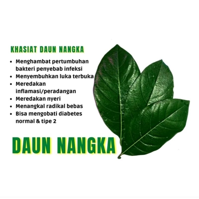 

DAUN NANGKA SEGAR || OBAT HERBAL ALAMI DIABETES