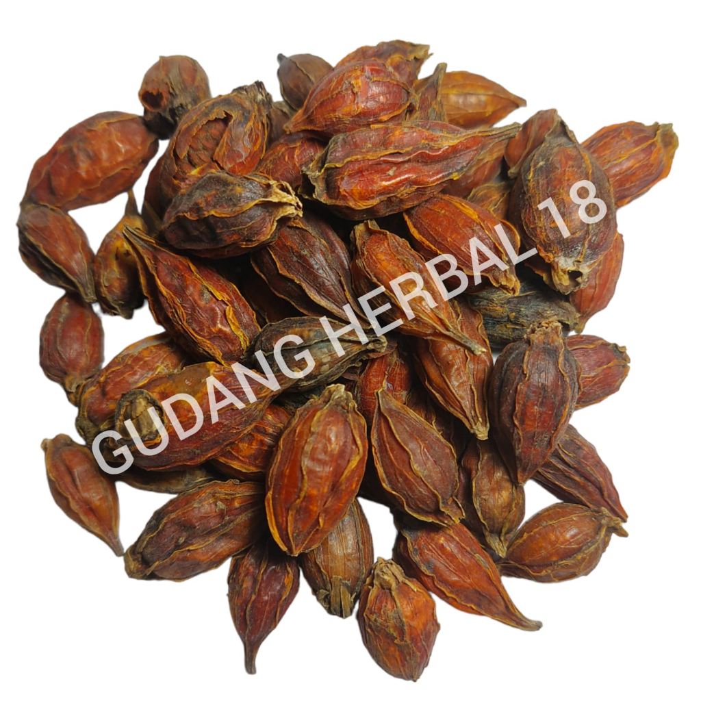 

San Zhi Zi 1 Kg 1000 Gram - Shan Zhi Zi / Shanzhizi / Fructus Gardenia Cape Jasmine Fruit