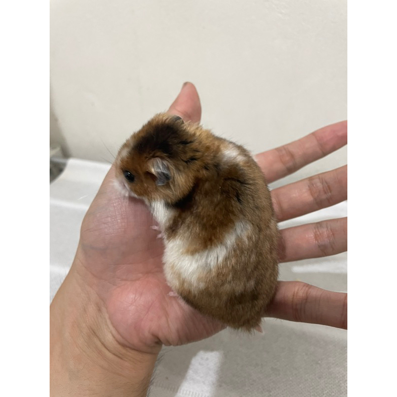 Hamster Syrian Brown Banded Jantan Siap Kawin