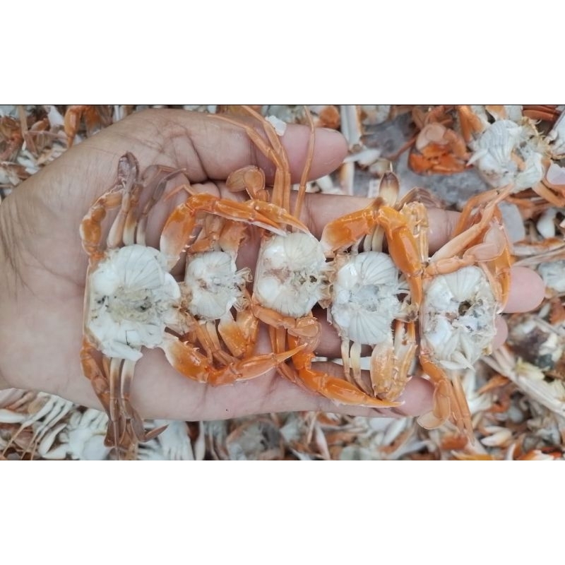 

baby crab kemasan 1kg