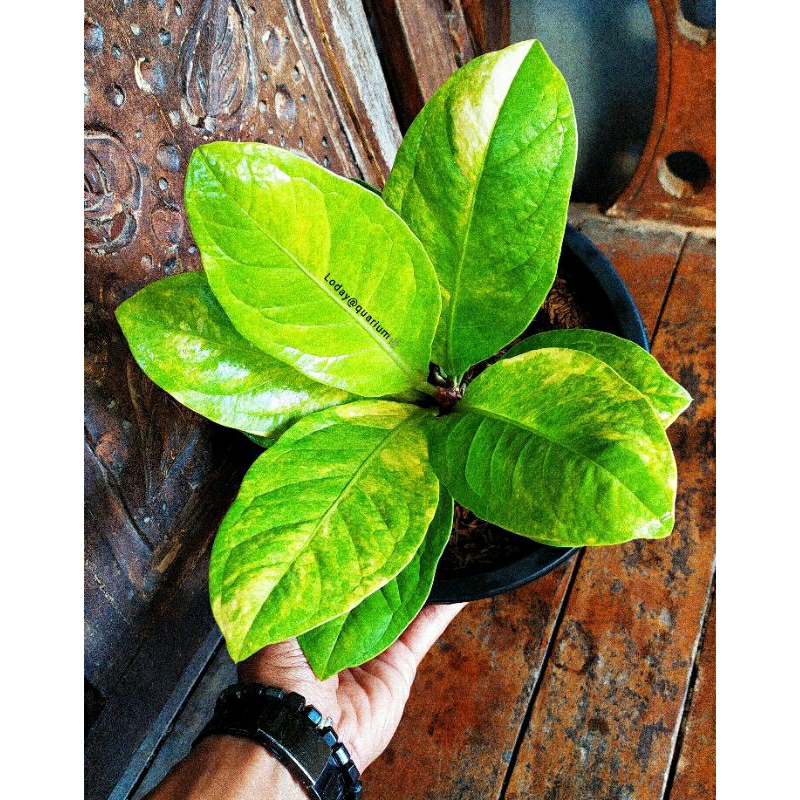 JEMANI VARIGATA COBRA,MANGKOK,KOBTIK