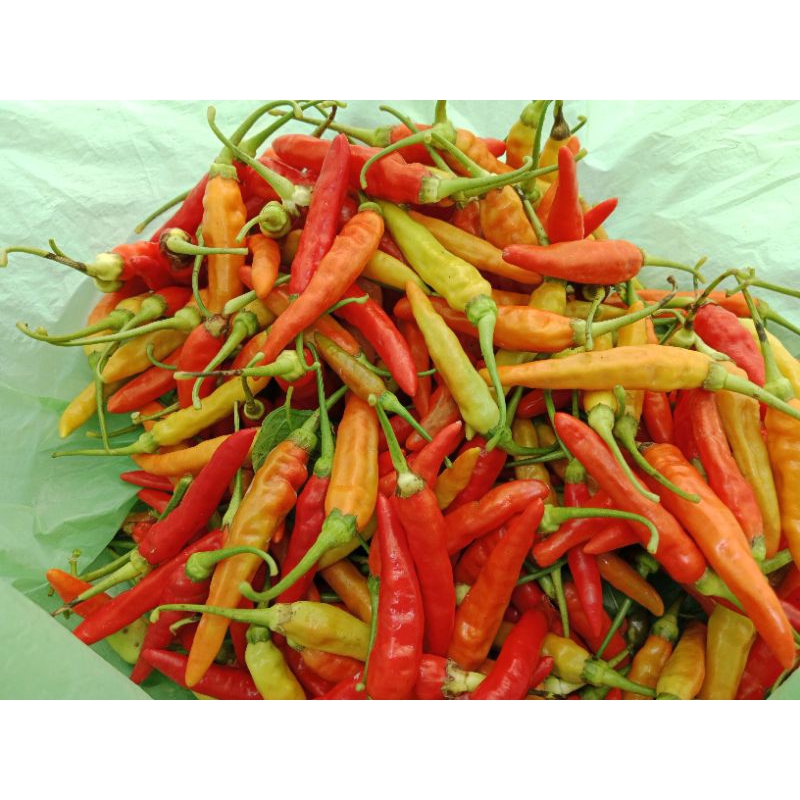 

Bibit Cabai Caplak Merah 500gram