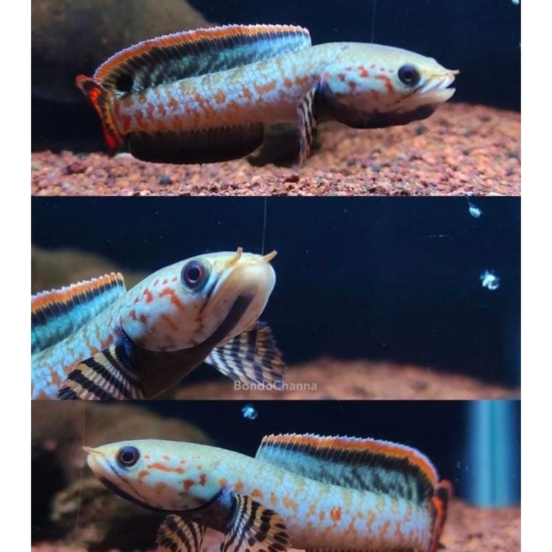 Chana bleheri rim calon pedas size baby 3cm an