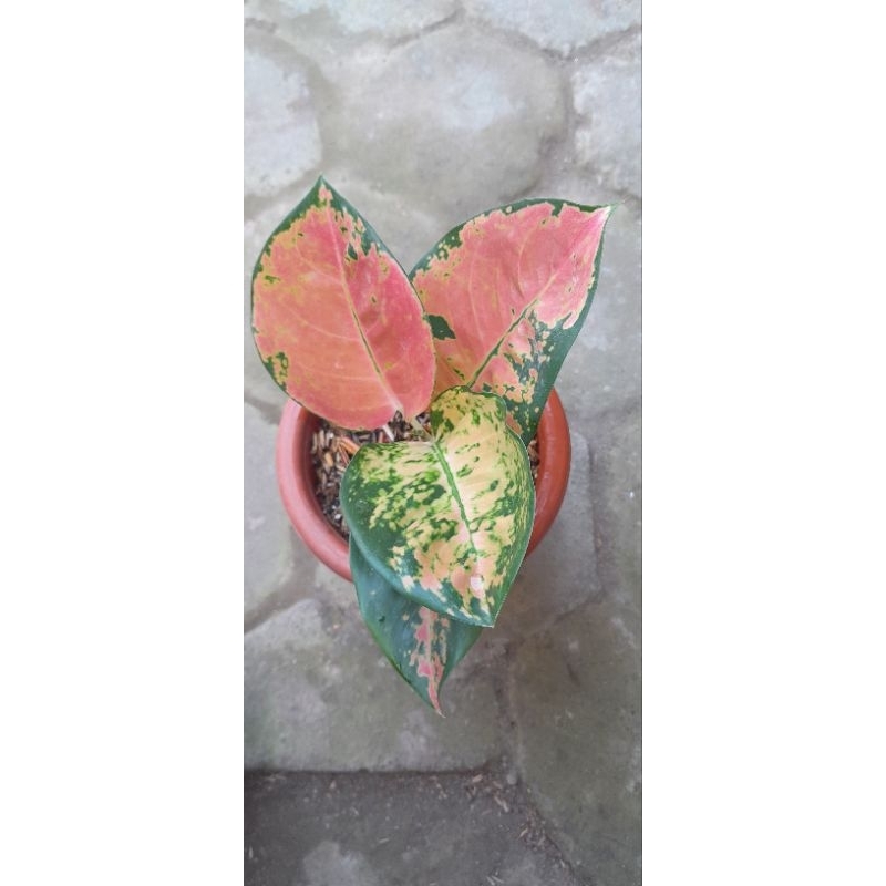 Aglonema Kocin Ebony (Size Remaja)