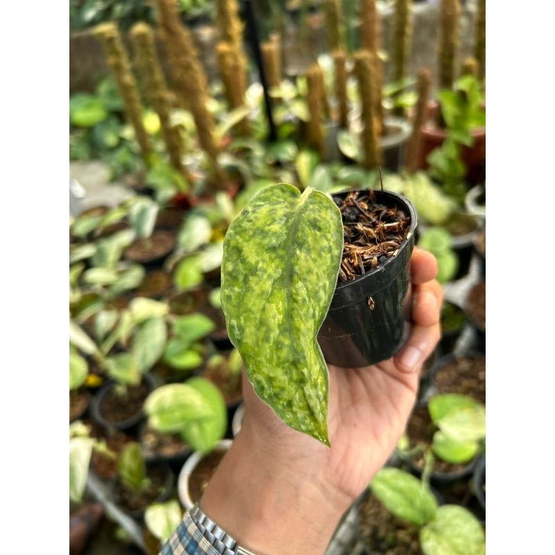 Scindapsus Leopard Variegata