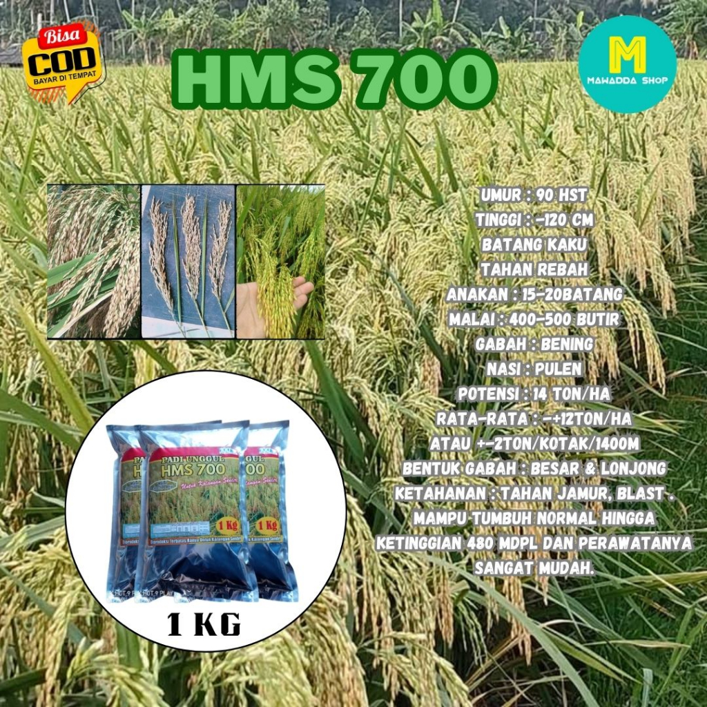 Benih Padi HMS 700 Padi Unggul HMS 700 1KG