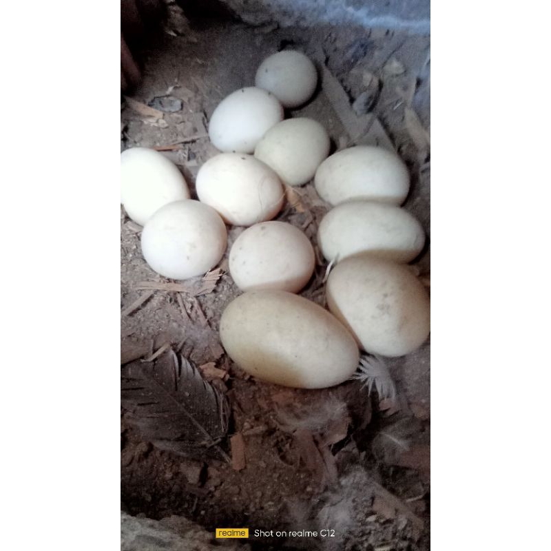 Telur Fertil Mentok Hias