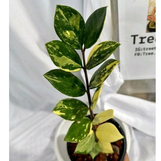 zamioculcas dolar zamia varigata