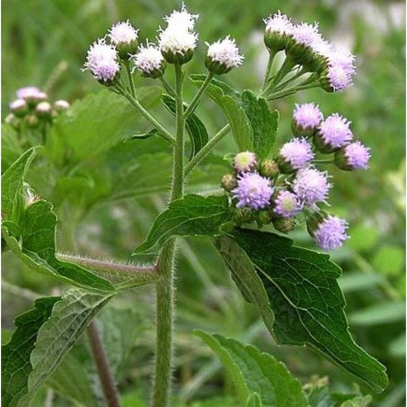 

1kg Daun bandotan / babadotan segar