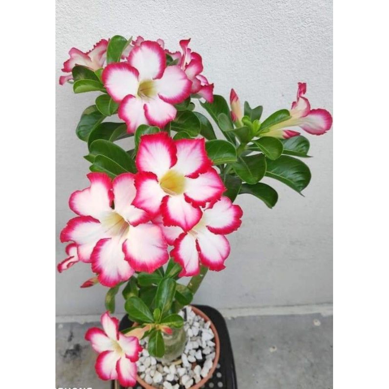 Bunga Adenium Biji Benih Merah Putih