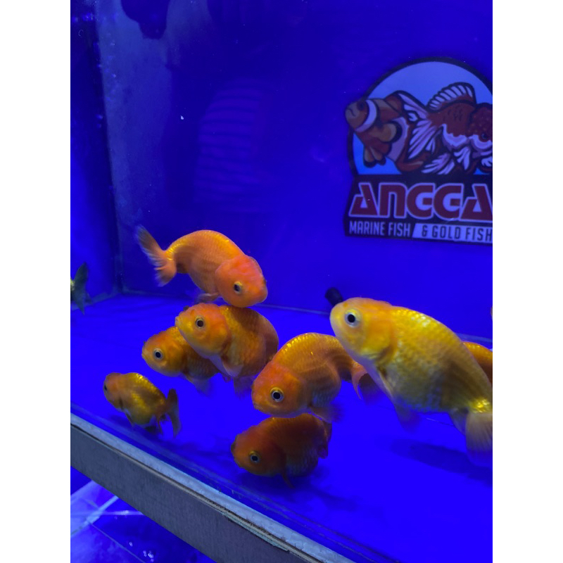 koki ranchu bufallo baby