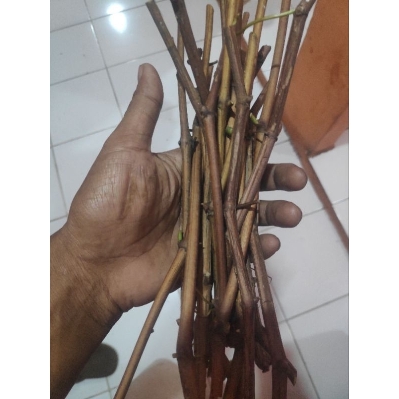 ROOTSTOCK rotstok anggur cutting stek isabela red master kober 5bb fresh