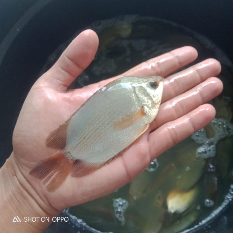 Bibit ikan tembakang ukuran 3-4 jari murah berkualitas