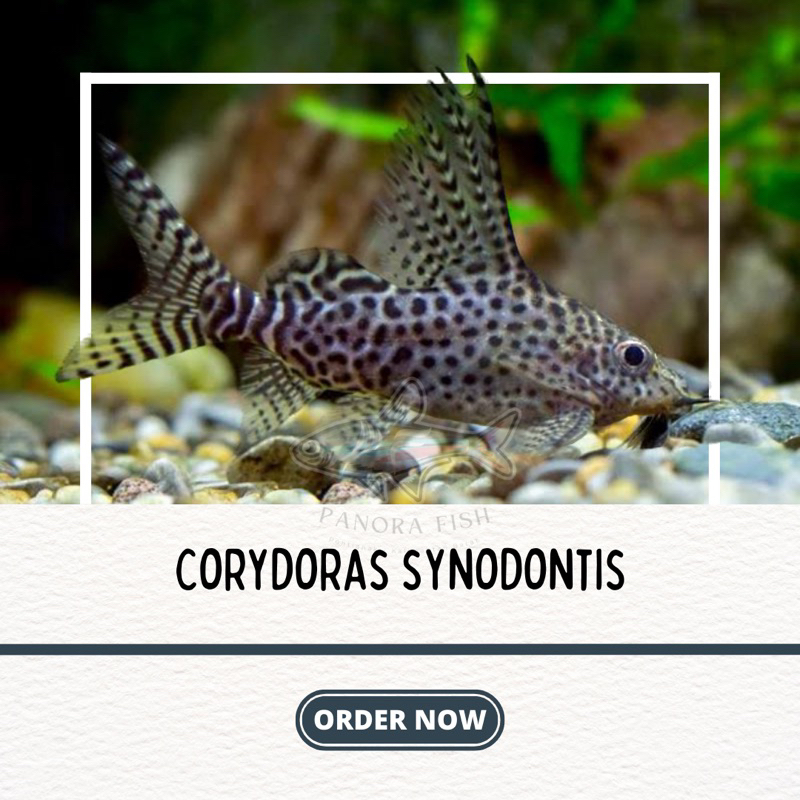 perlengkapan aquarium corydoras