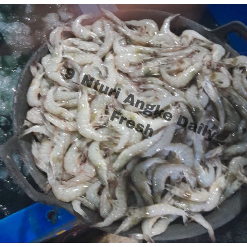 

Udang vaname Premium{Tambun-Cibitung-cikarang-Bekasi}