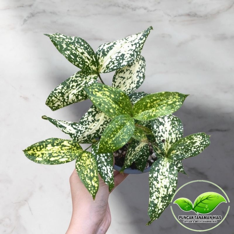 Tanaman dracena florida beauty - Dracena florida beauty