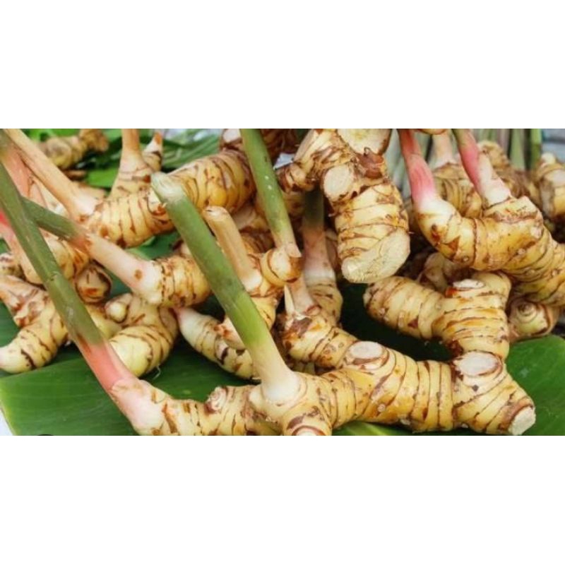 

Lengkuas