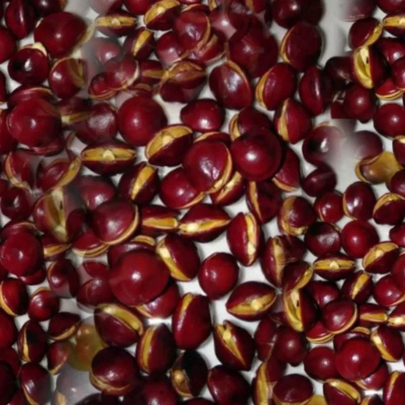 Cemilan Tradisional Biji Saga Sangrai Tradisional 250gr