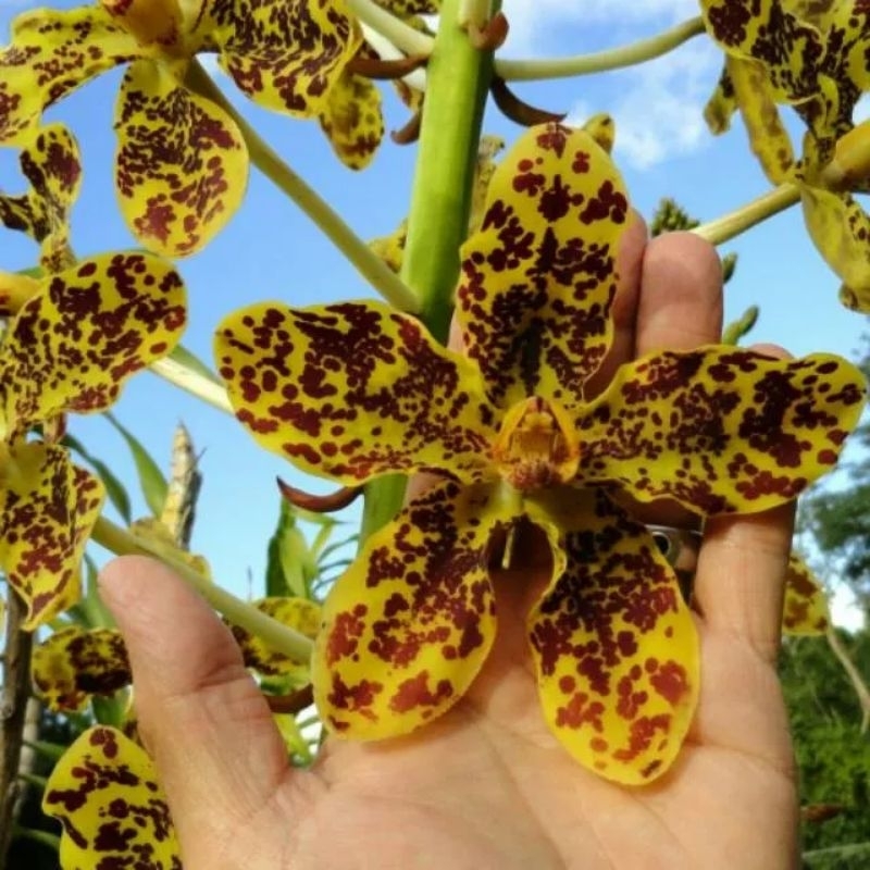 Gramma speciosum