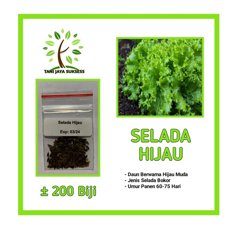 100 Benih Selada Hijau Benih Selada Hijau Unggul Berkualitas Bibit Selada Hijau Bibit Sayuran