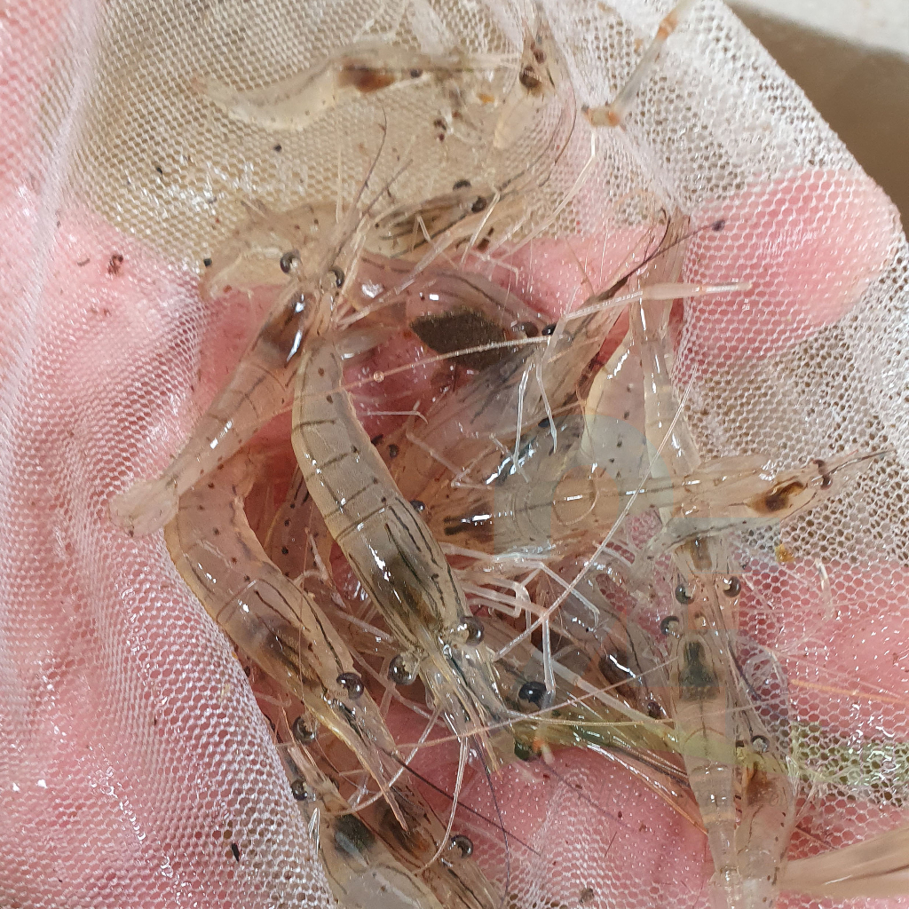 

udang galah uk 4-5cm