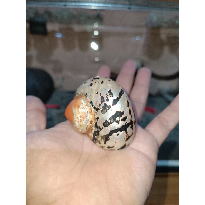 cangkang kelomang sarmaticus