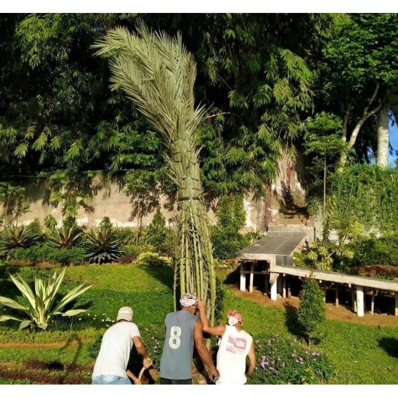 Pohon kurma dewasa/kurma azwa besar