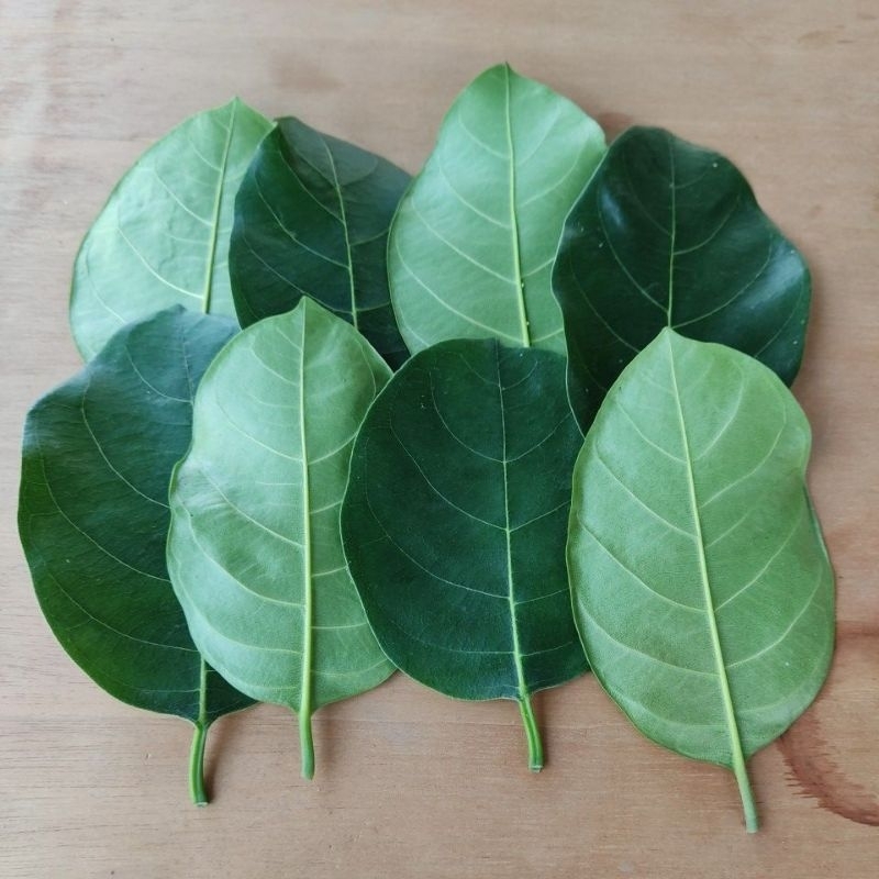 

Daun Nangka fresh 4 LEMBAR, petik saat pesan. Obat diabetes, Termurah Di SHOPEE