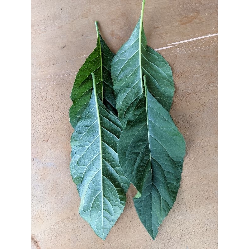 

Daun Afrika atau daun insulin (Vernonia amygdalina) fresh 4 LEMBAR, petik saat pesan. Obat diabetes, Termurah Di SHOPEE