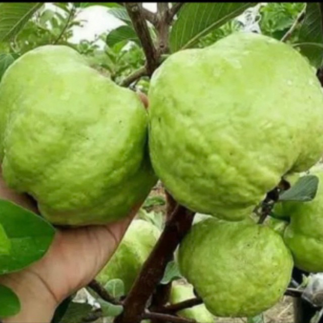 

JAMBU Kristalnya Segar Segar