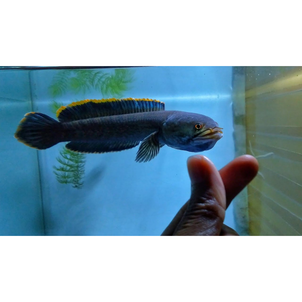 Chana Limbata Rim Tebal Bahan Kontes
