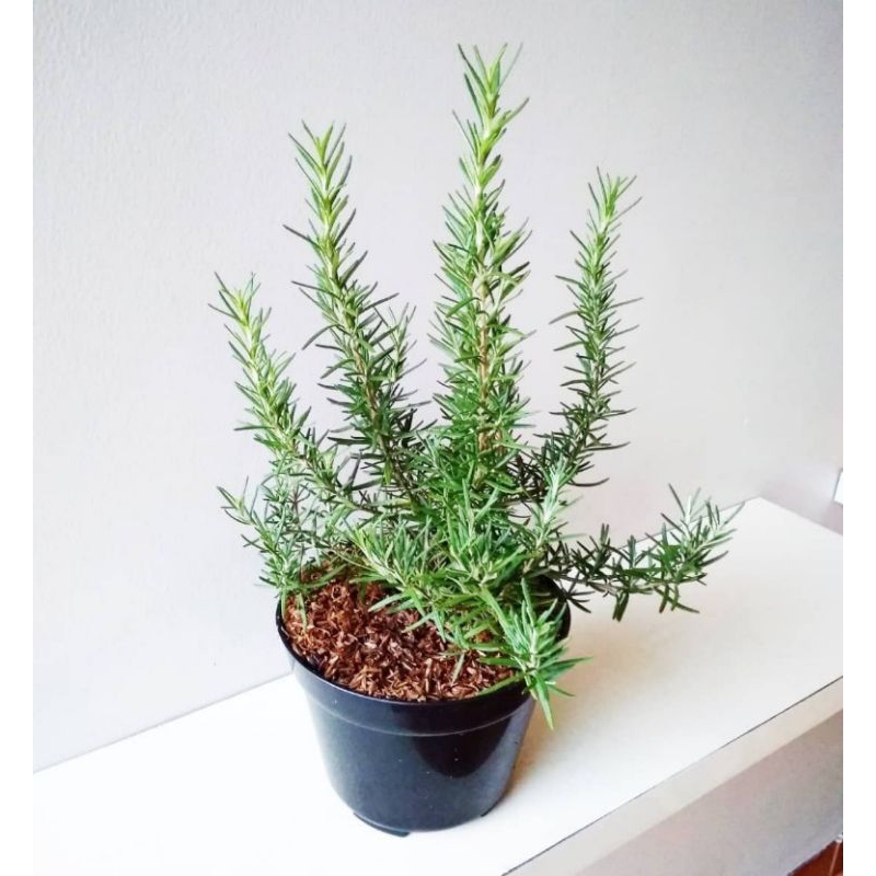 Tanaman hias rosemary-tanaman pengusir nyamuk rosemary-tanaman indoor-bunga hidup murah