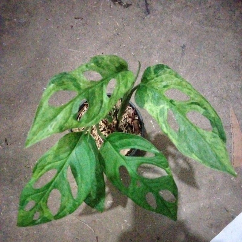 philodendron janbol variegata lokal
