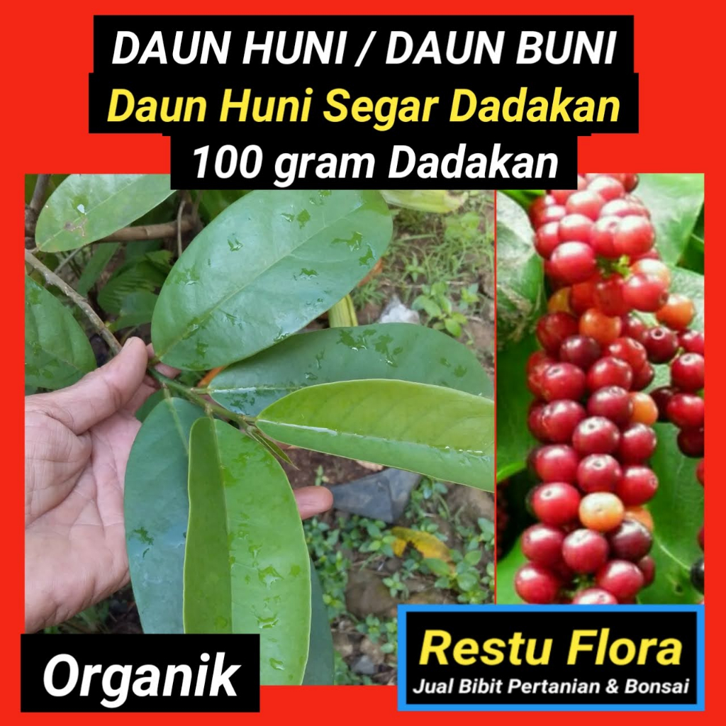 

Daun Huni/ Daun Buni Segar Organik 100gram