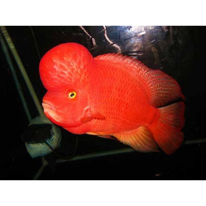 Boneka merah srm lohan super red monkey