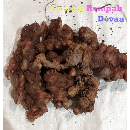 

Jahe merah 1Kg Jahe segar