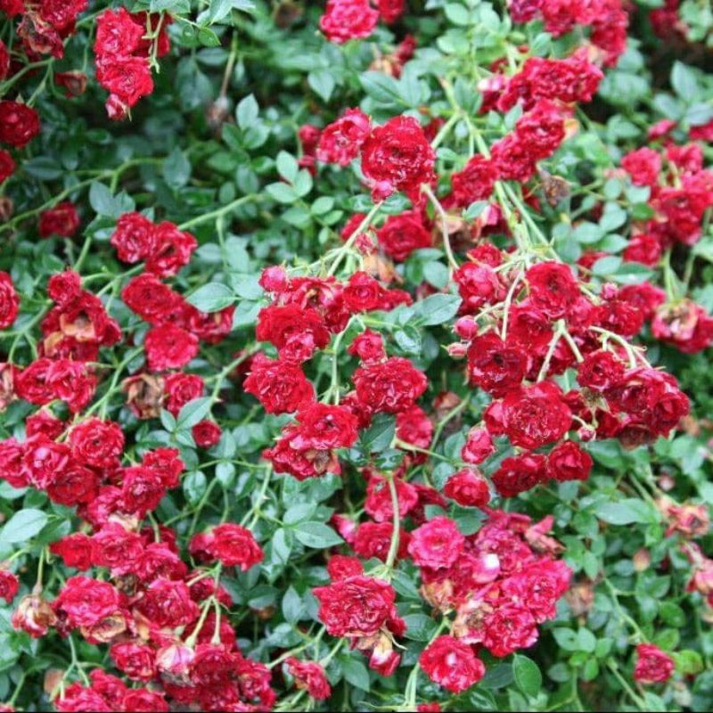 Mawar Red Cascade,mawar rambat,size Dewasa