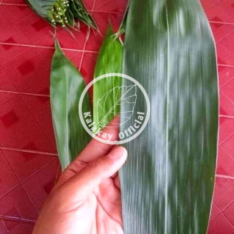 

Daun Bambu Jumbo Untuk Bungkus Bakcang / Kicang / Obat Herbal