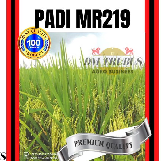 Benih Padi Unggul Premium MR219 Aceh Berat 1 kg ORIGINAL