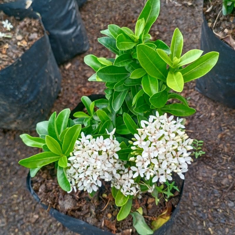 Pohon Asoka Jambon - Tanaman Hias Asoka Jambon Bunga Putih - asoka - Bunga asoka putih - bunga