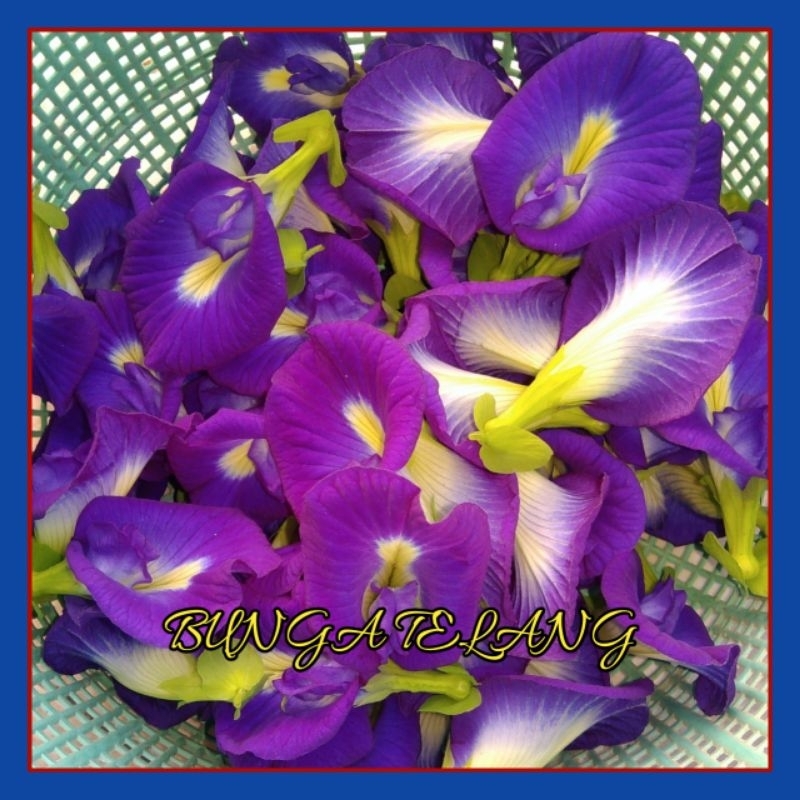 

Bunga Telang_kering Grade A | Orgnic Herbal 50 Gram