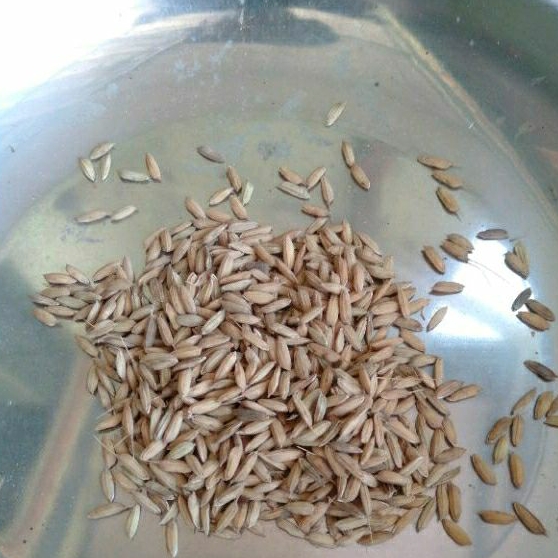 

1 KG GABAH SUPER - 1 KILOGRAM PADI/GABAH