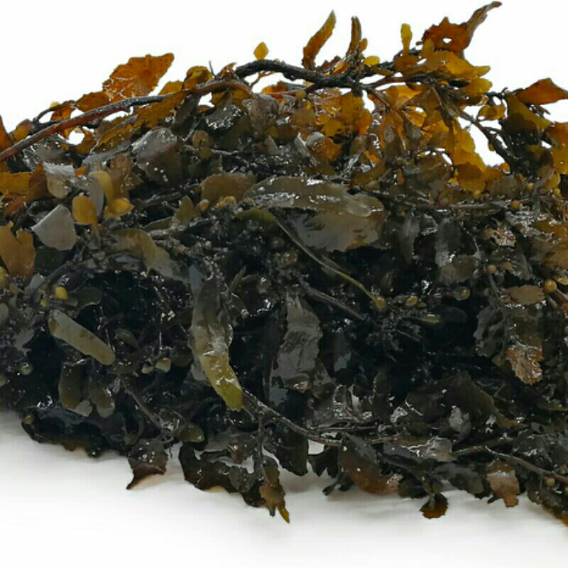 

Rumput laut sargassum | alga coklat | segar 500gram