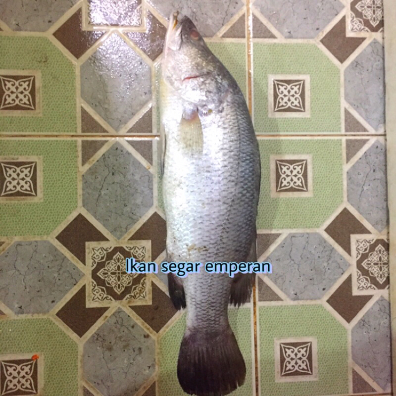 

Ikan Kakap Putih