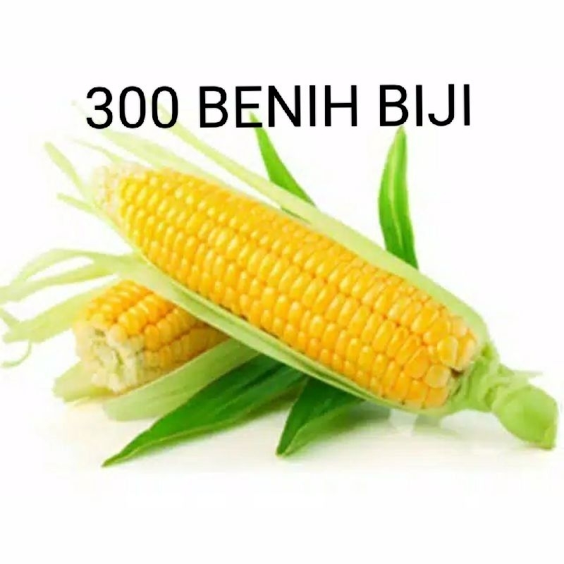 300 BENIH BIJI JAGUNG MANIS MADU