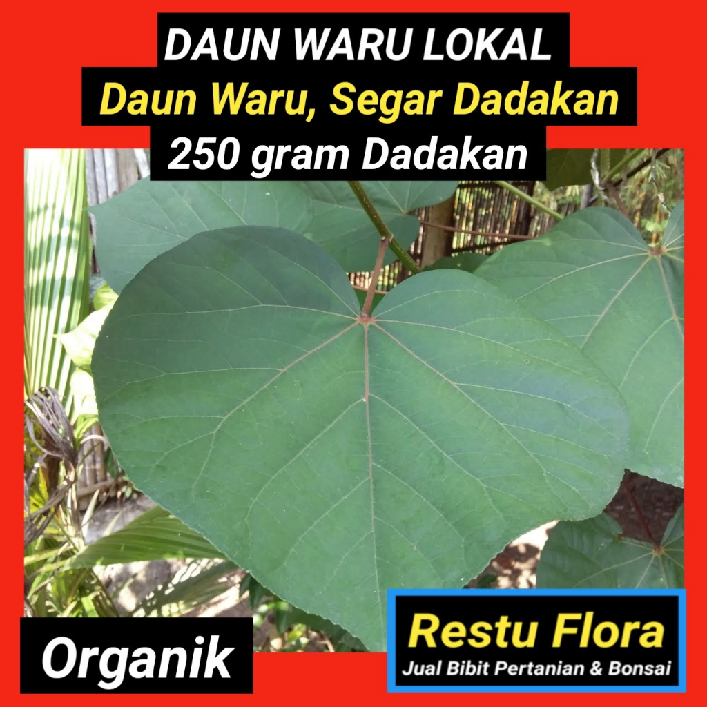 

Daun Waru Lokal Segar Organik 250gram